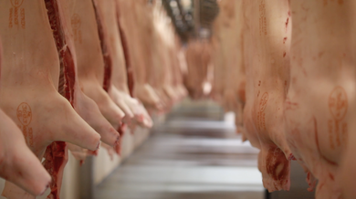 Westfort - Pig Carcasses